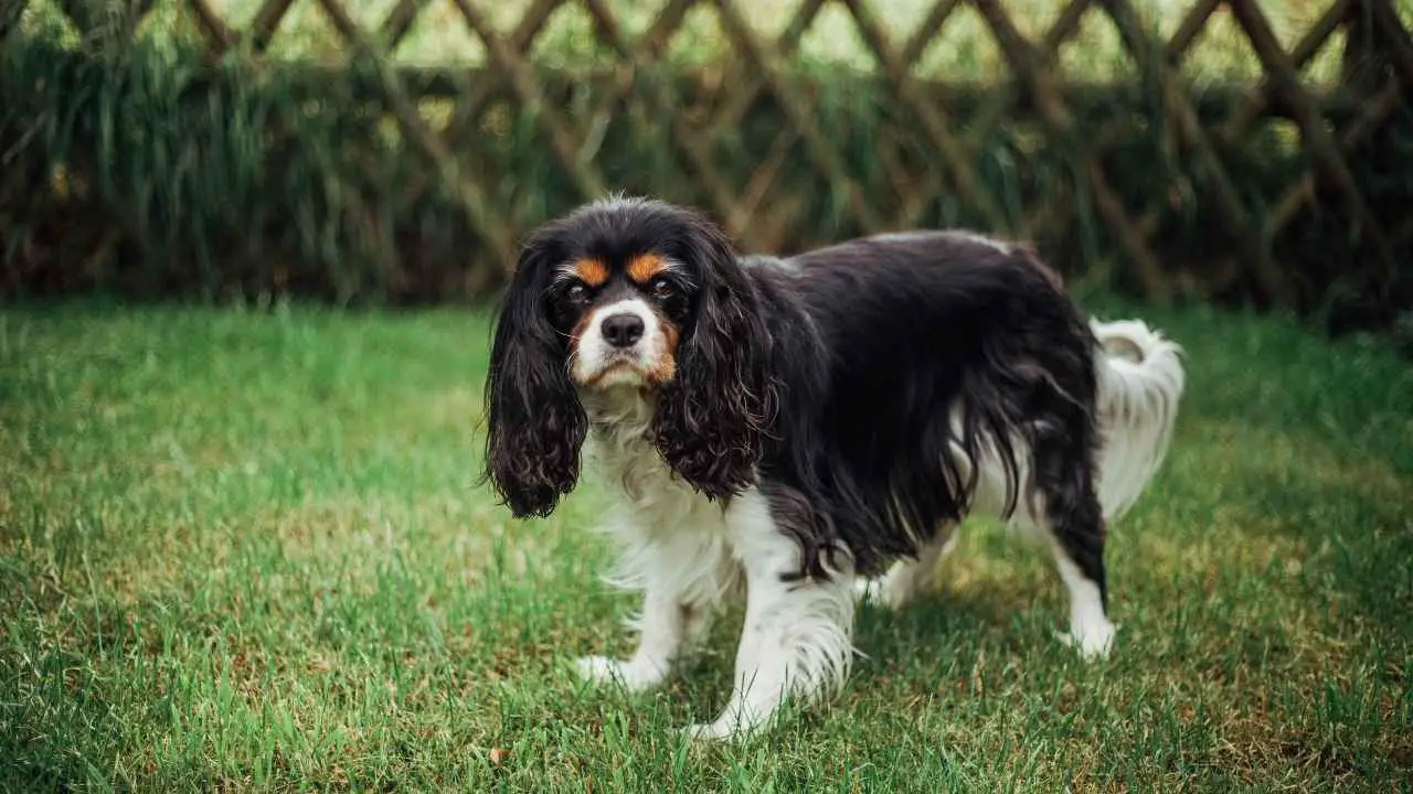 Cavalier King Charlesi spanjel