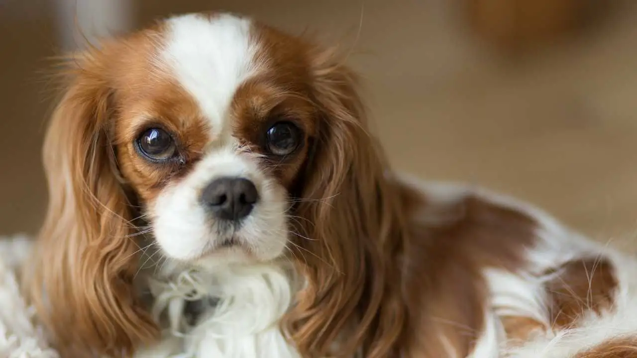 Cavalier King Charlesi spanjel