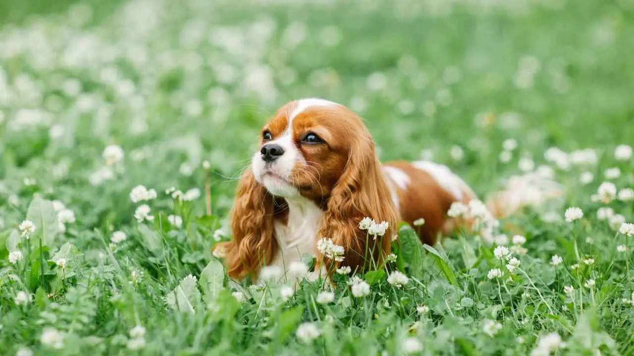 Cavalier King Charlesi spanjel