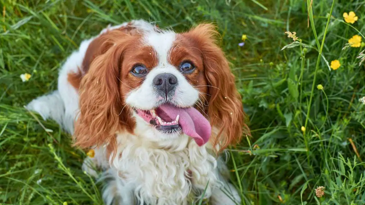 Cavalier King Charlesi spanjel