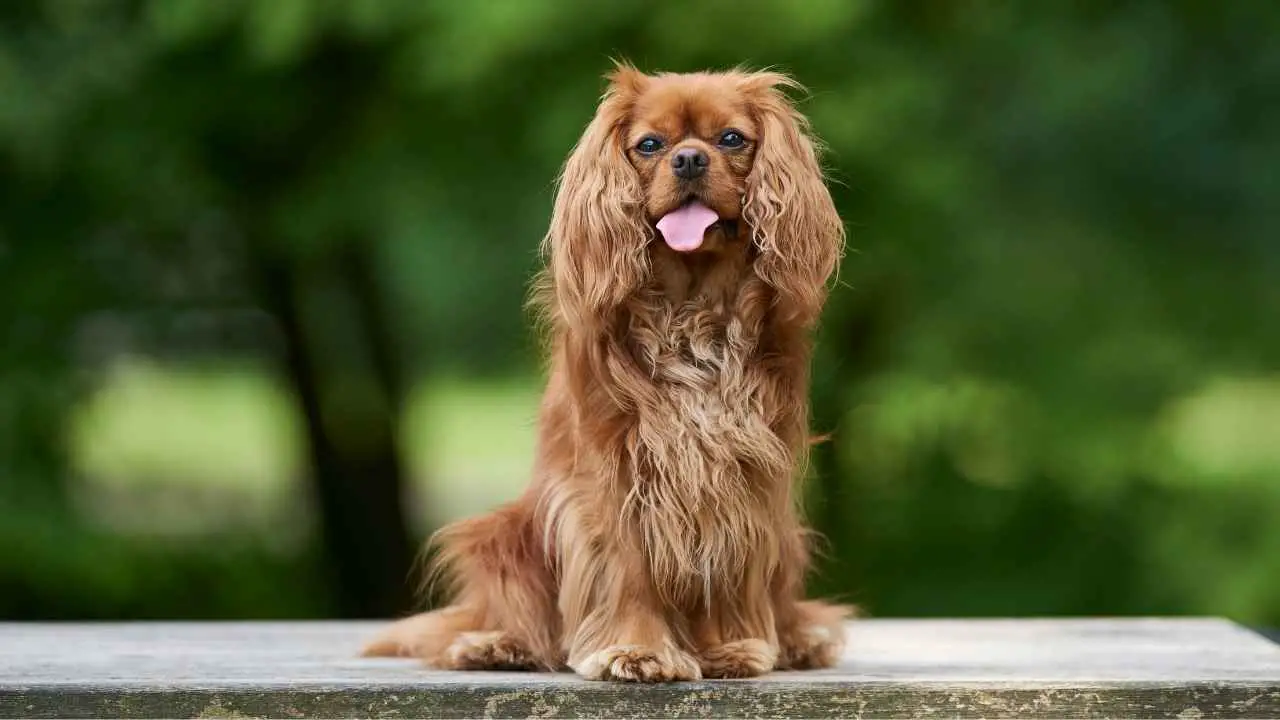 Cavalier King Charlesi spanjel