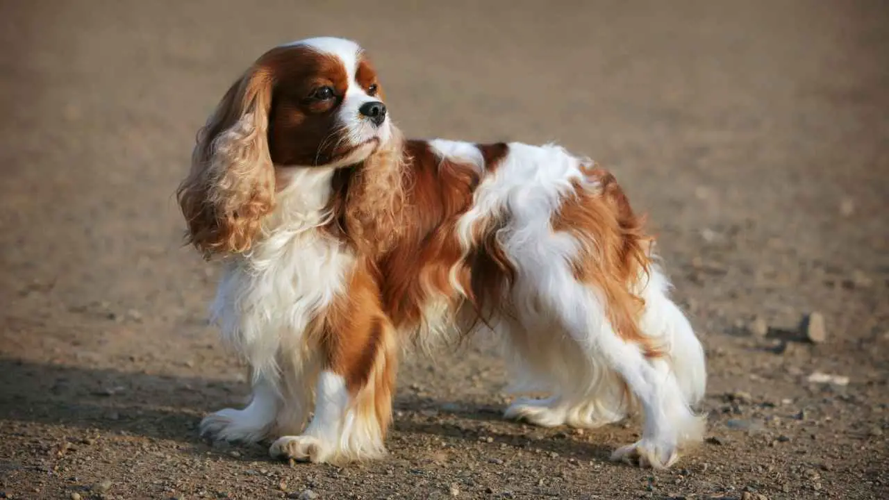 Cavalier King Charlesi spanjel