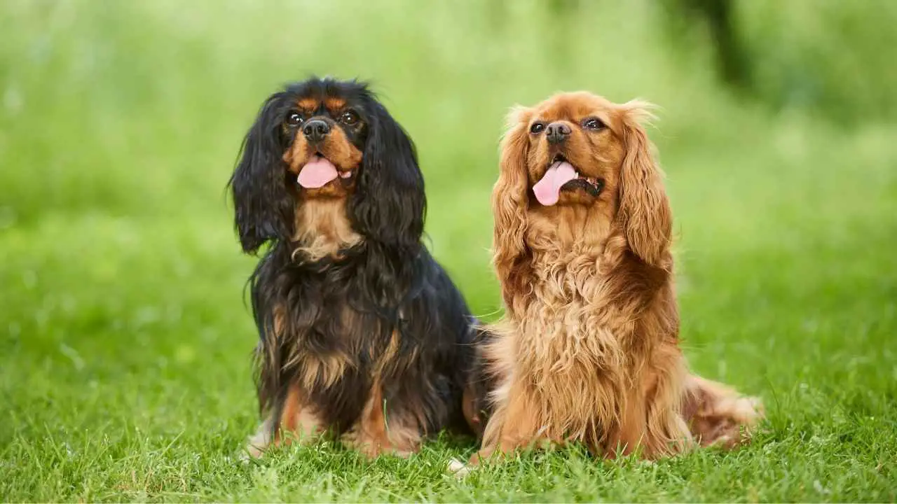 Cavalier King Charlesi spanjel