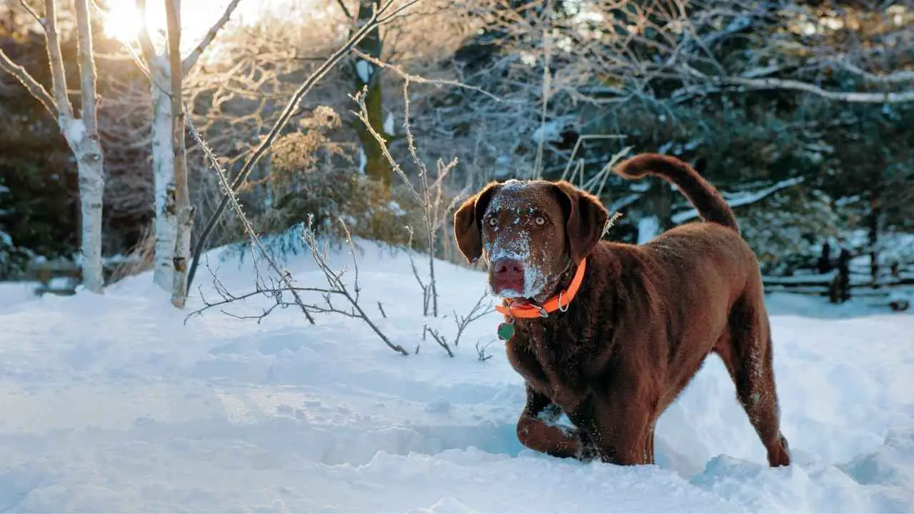 Chesapeake'i lahe retriiver