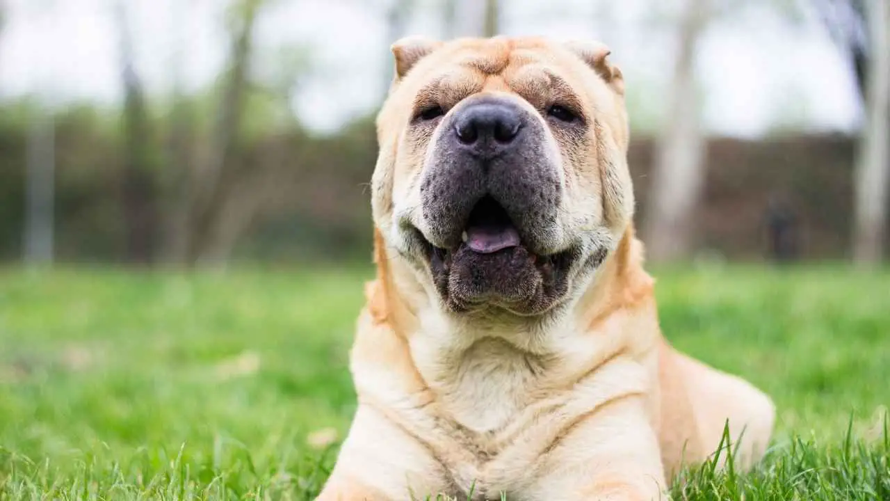 Shar Pei