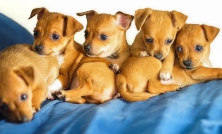 chiweenies'ide ajalugu