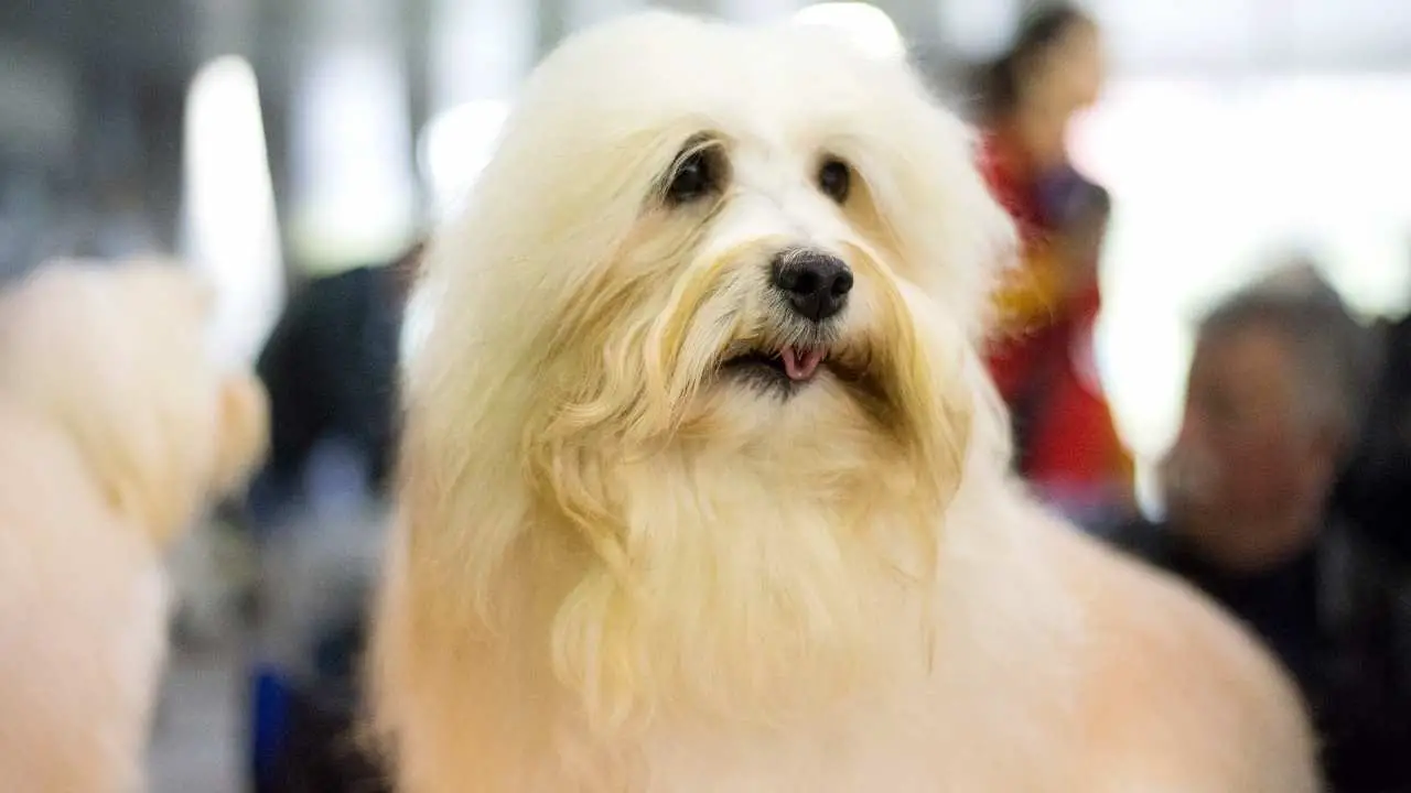 Coton de Tulear