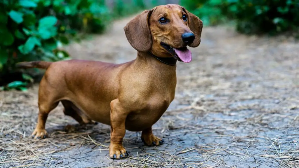 Dachshund 9