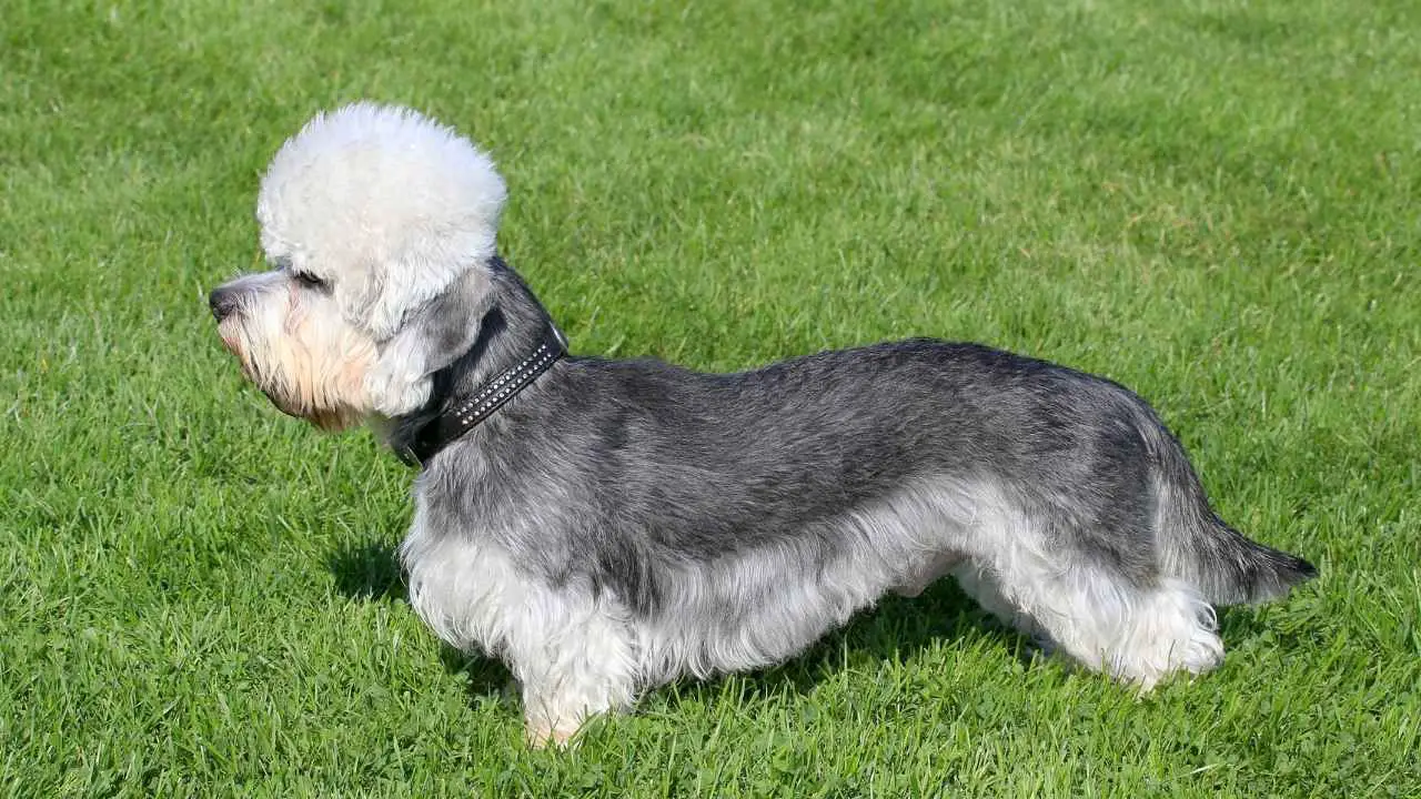 Dandie Dinmonti terjer