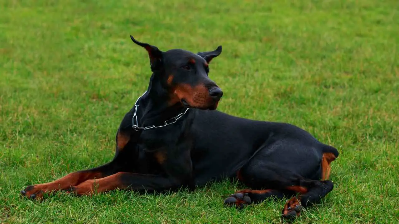 Dobermani pinšer