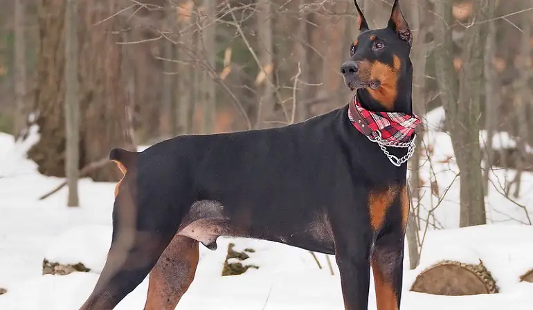 dobermani suurus
