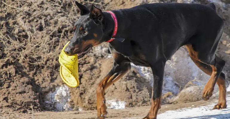 Dobermani terviseprobleemid
