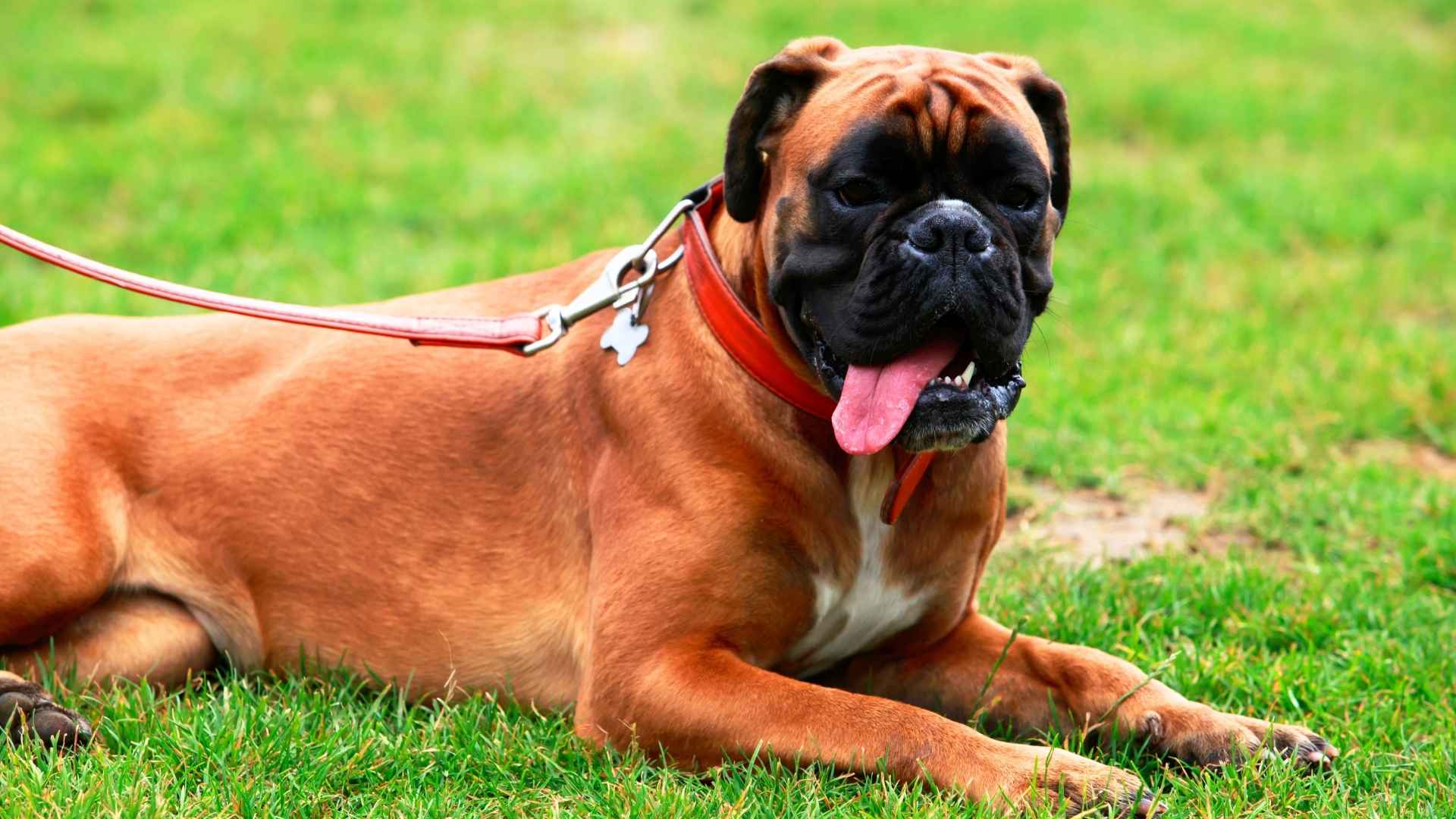 Dog Breeds Similar to Bullmastiffs