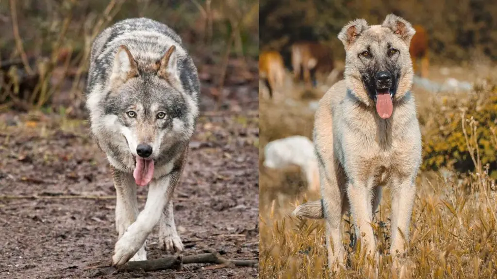 Dog Breeds That Can Defeat Wolves