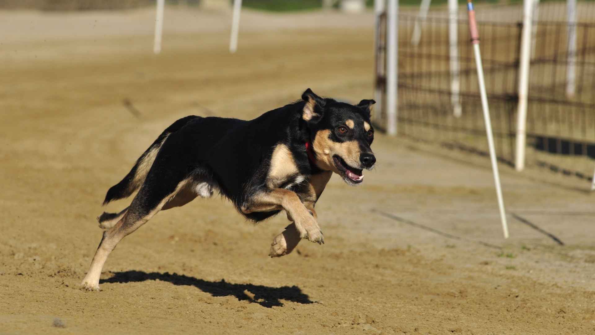 Dog Breeds That Can Outrun the Belgian Malinois