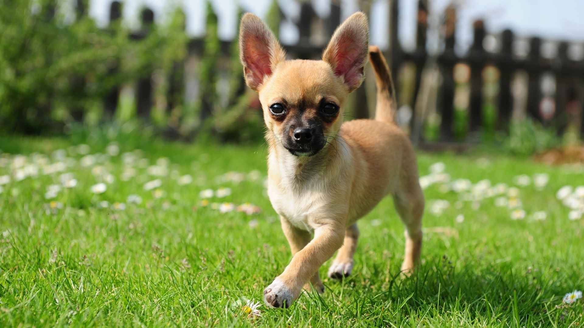 Dog Breeds That Stays Small