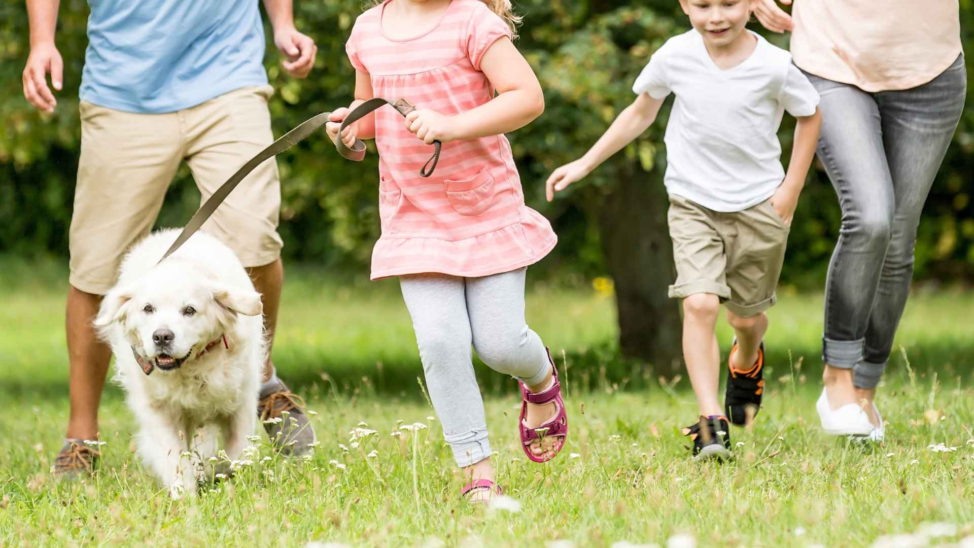 Dog Breeds for Active Families