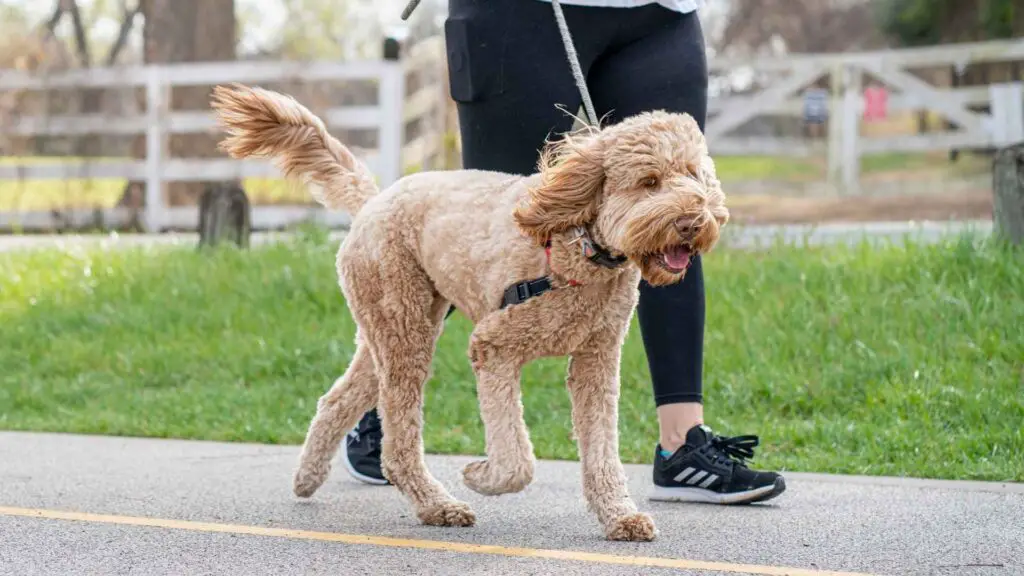 Dog Breeds that Require the Least Exercise