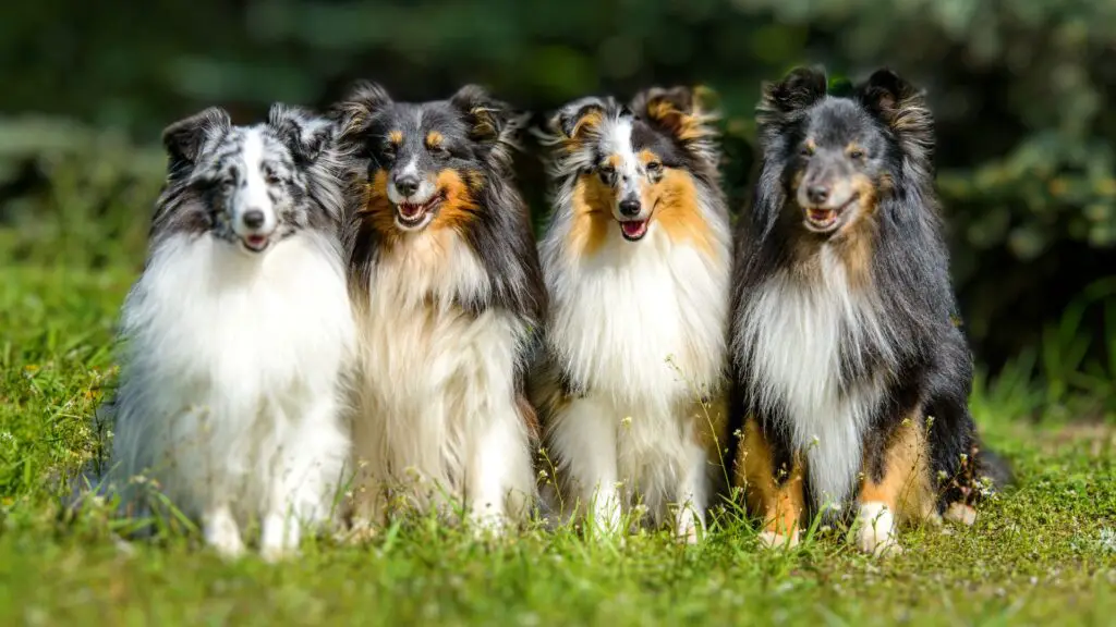 Dog Breeds that Stay Young