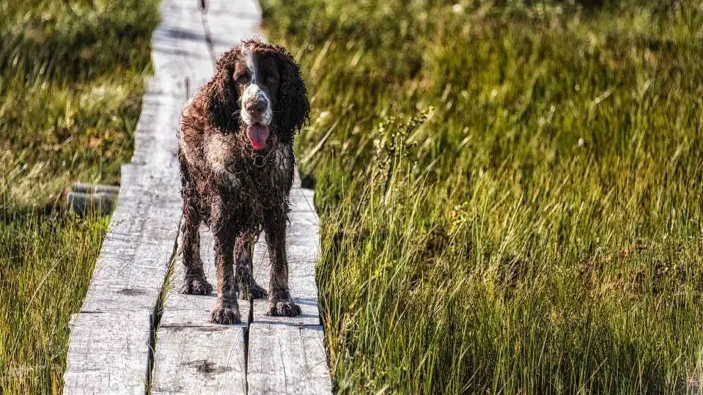 English Springer Spaniel 10