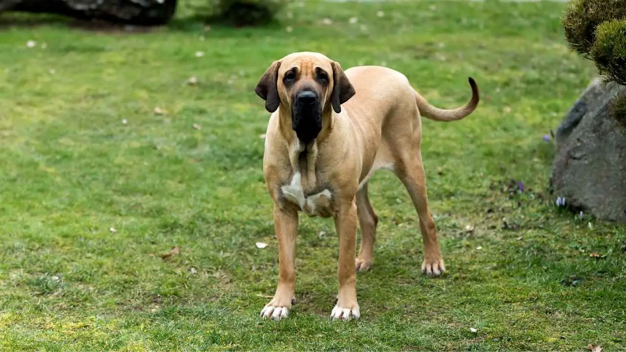 Fila Brasileiro