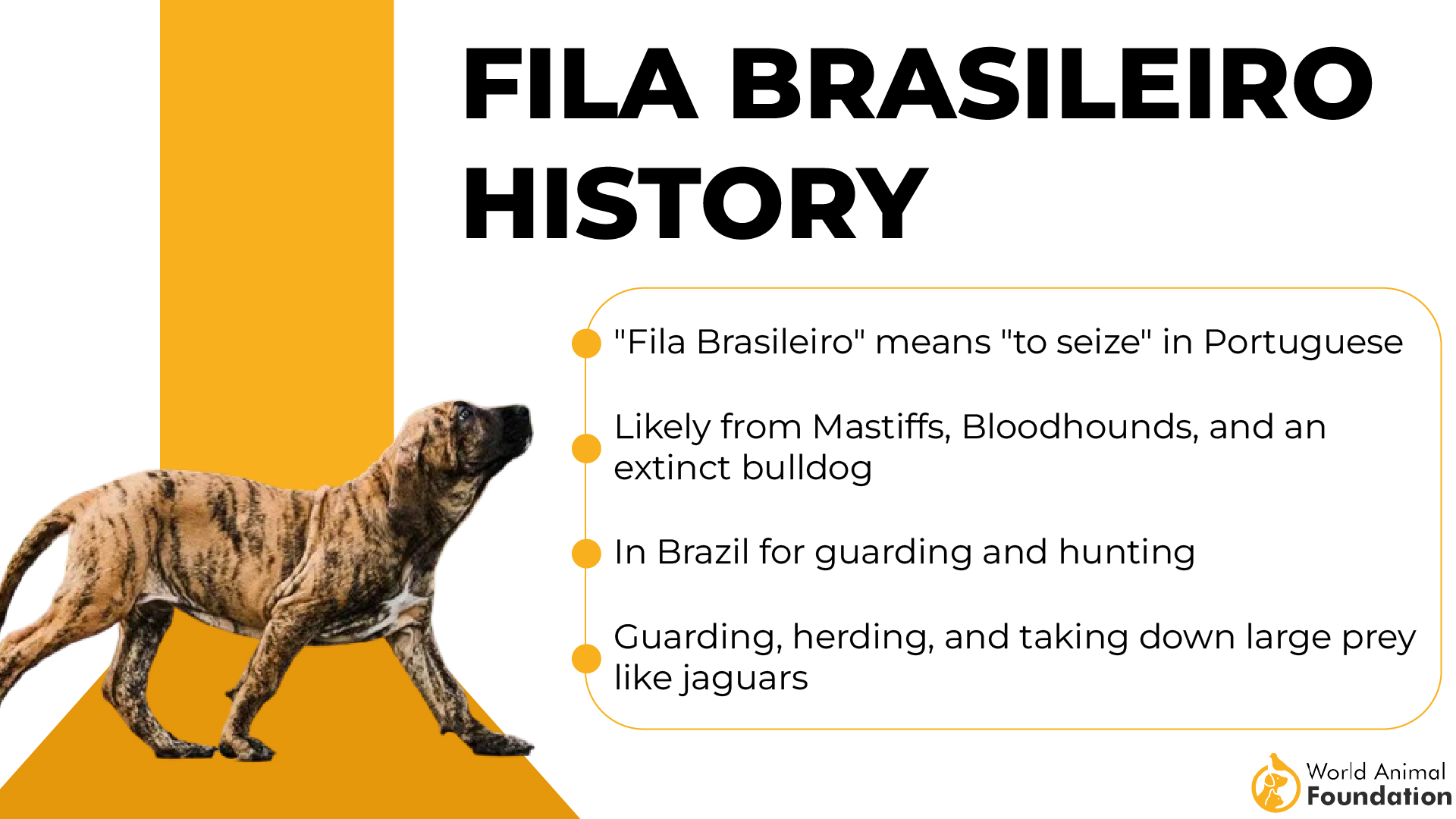 Fila Brasileiro ajalugu-01