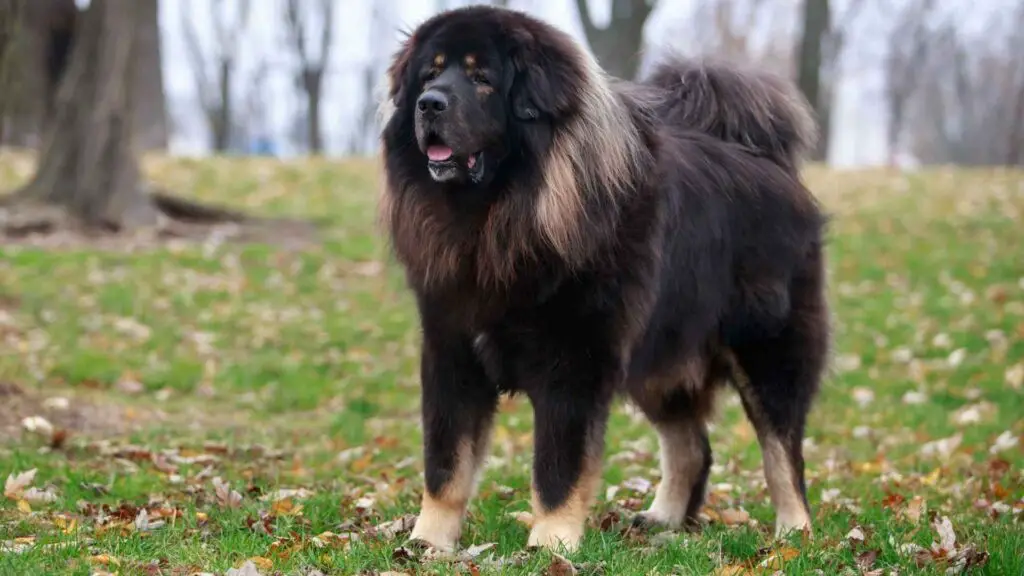 Gentle Giant Dog Breeds