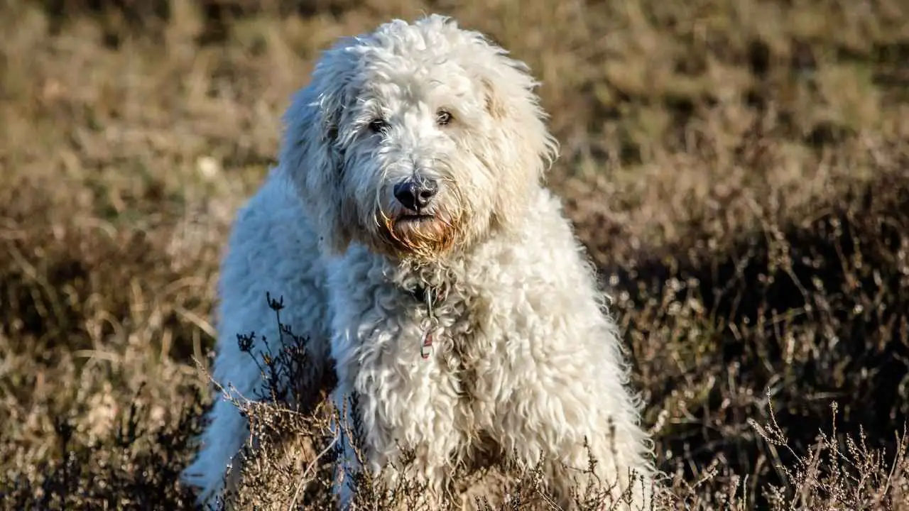 Goldendoodle