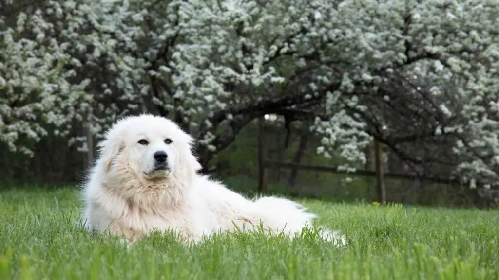 Great Pyrenees 6 4