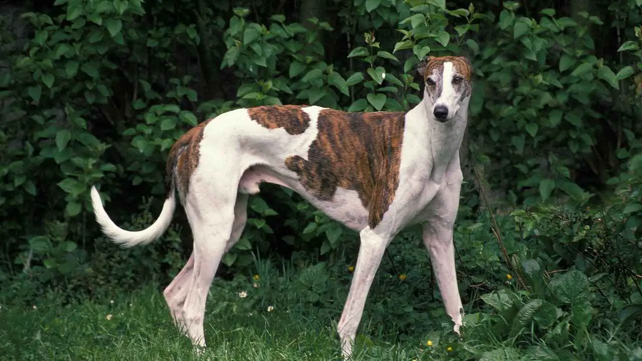 Greyhound