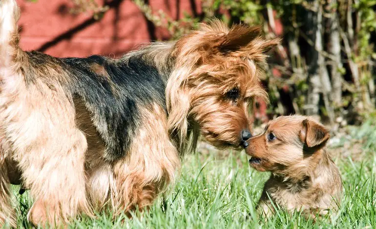 austraalia yorkie