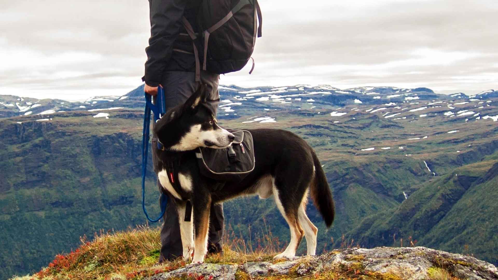 Guard Dog Breeds for Winter Hikes