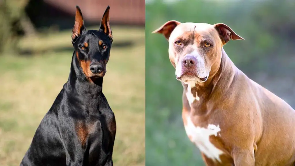 Guard Dogs That Can Defend You Against a Pitbull