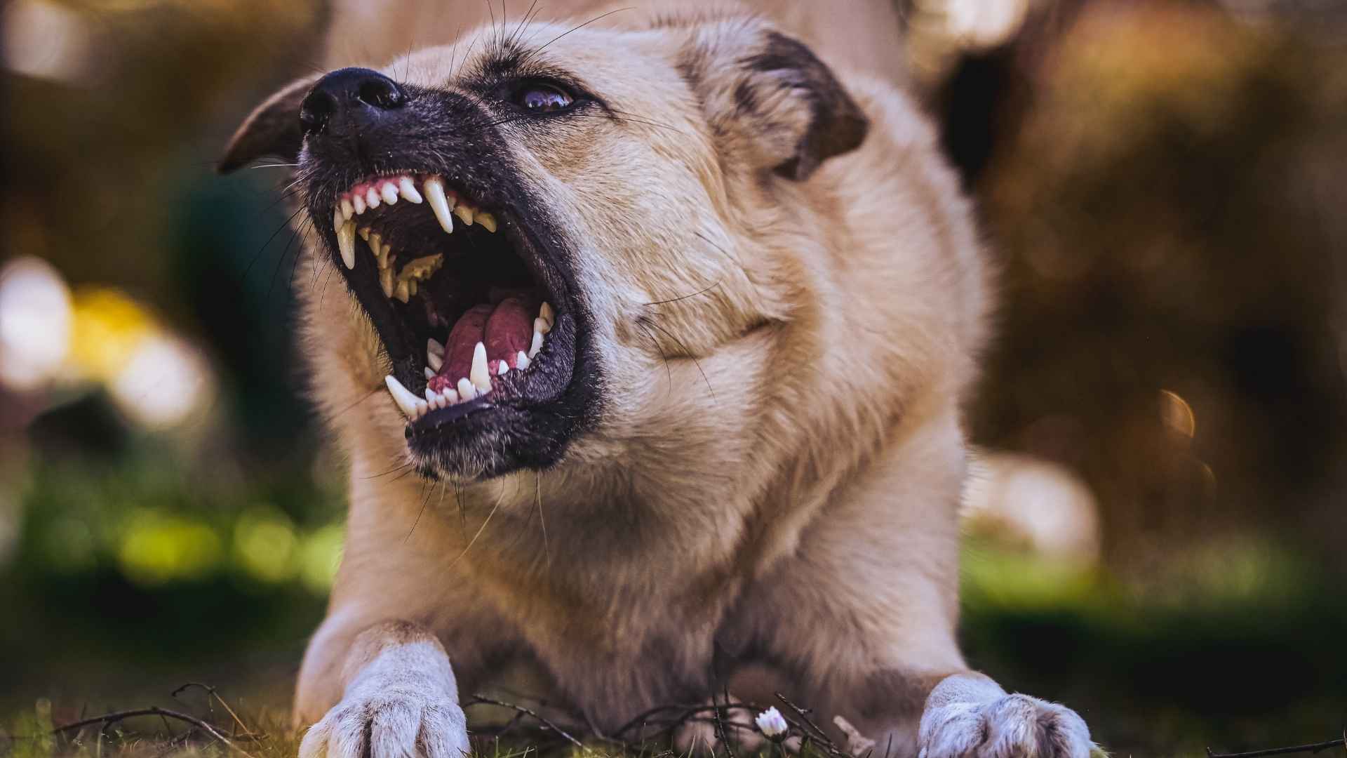 Guard dog Breeds with the strongest Bite Force