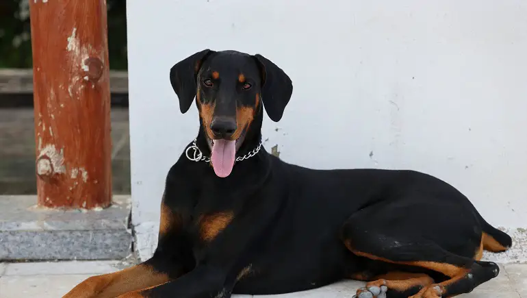 kui kaua dobermannid elavad
