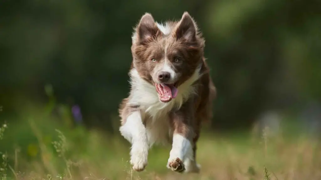 Healthiest Dog Breeds