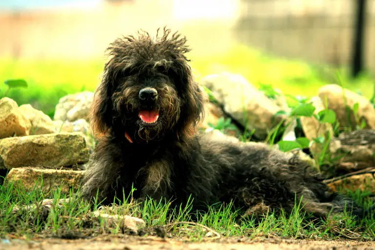 Bouvier Des Flandresi koer
