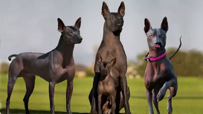 xoloitzcuintli koer