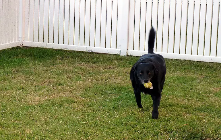 How To Dog Proof Fence