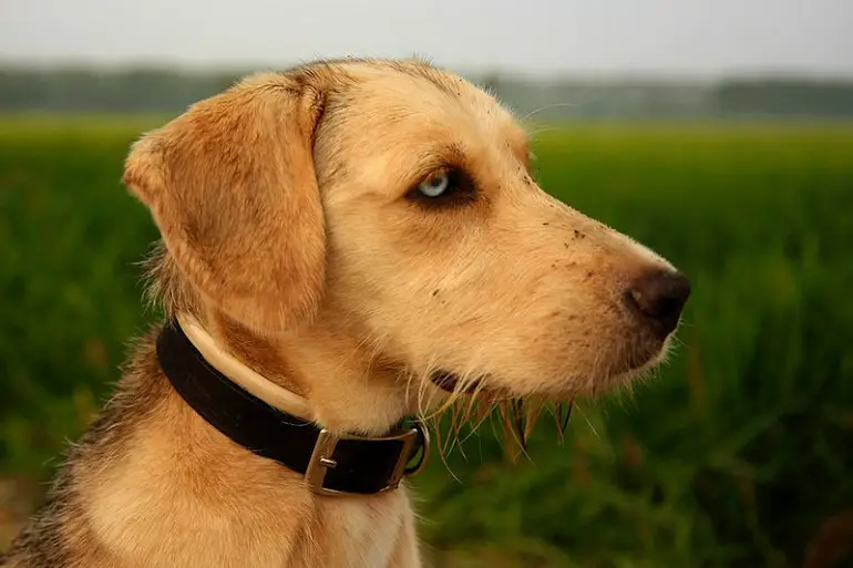 How To Make a Leather Dog Collar