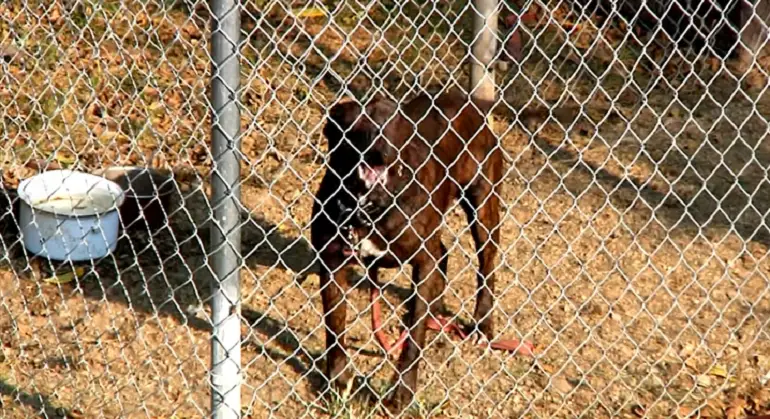 How to Stop Dog Barking at Other Dogs Through Fence review