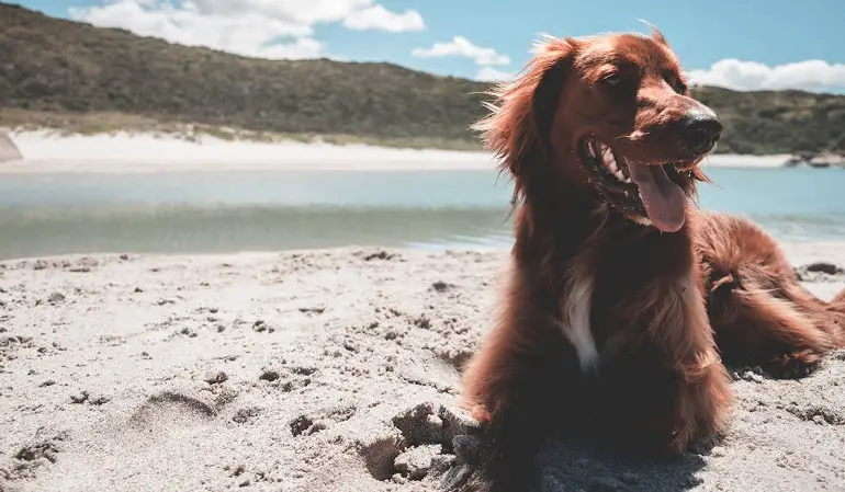 Irish Setter Breed review