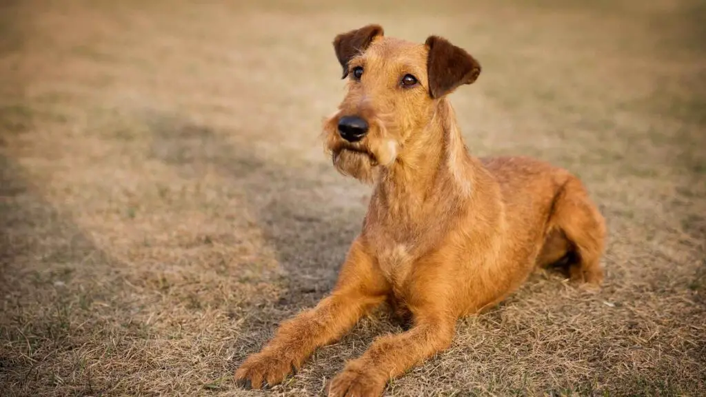 Irish Terrier