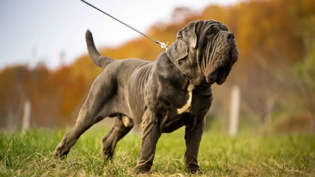 Italian Guard Dog Breeds