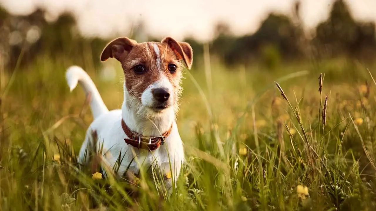 Jack Russelli terjer