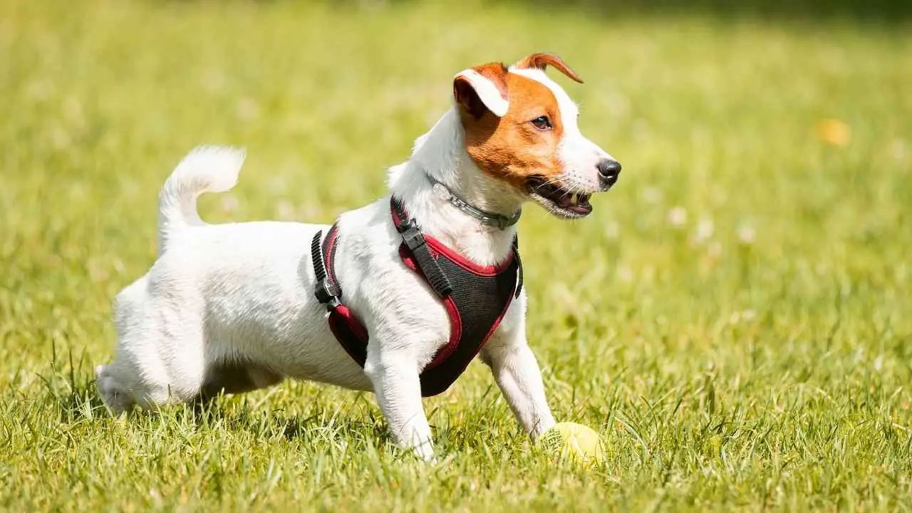 Jack Russelli terjer