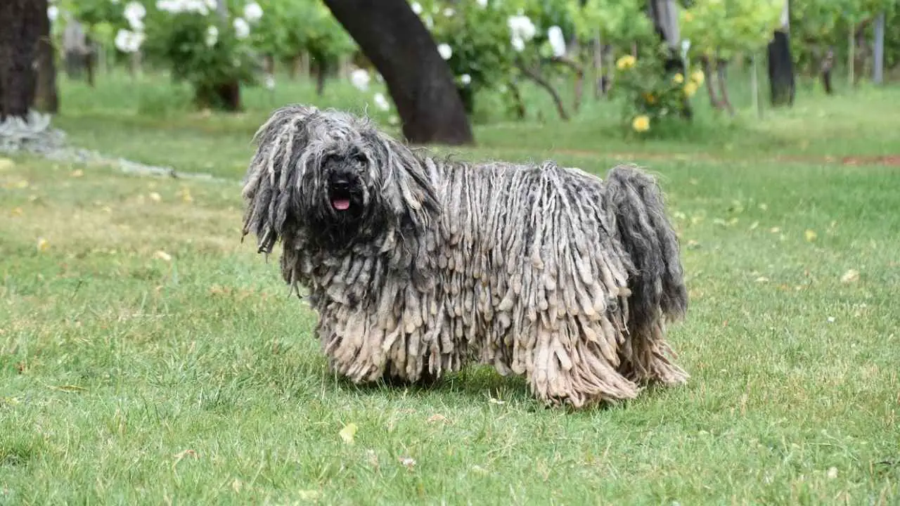 Komondor