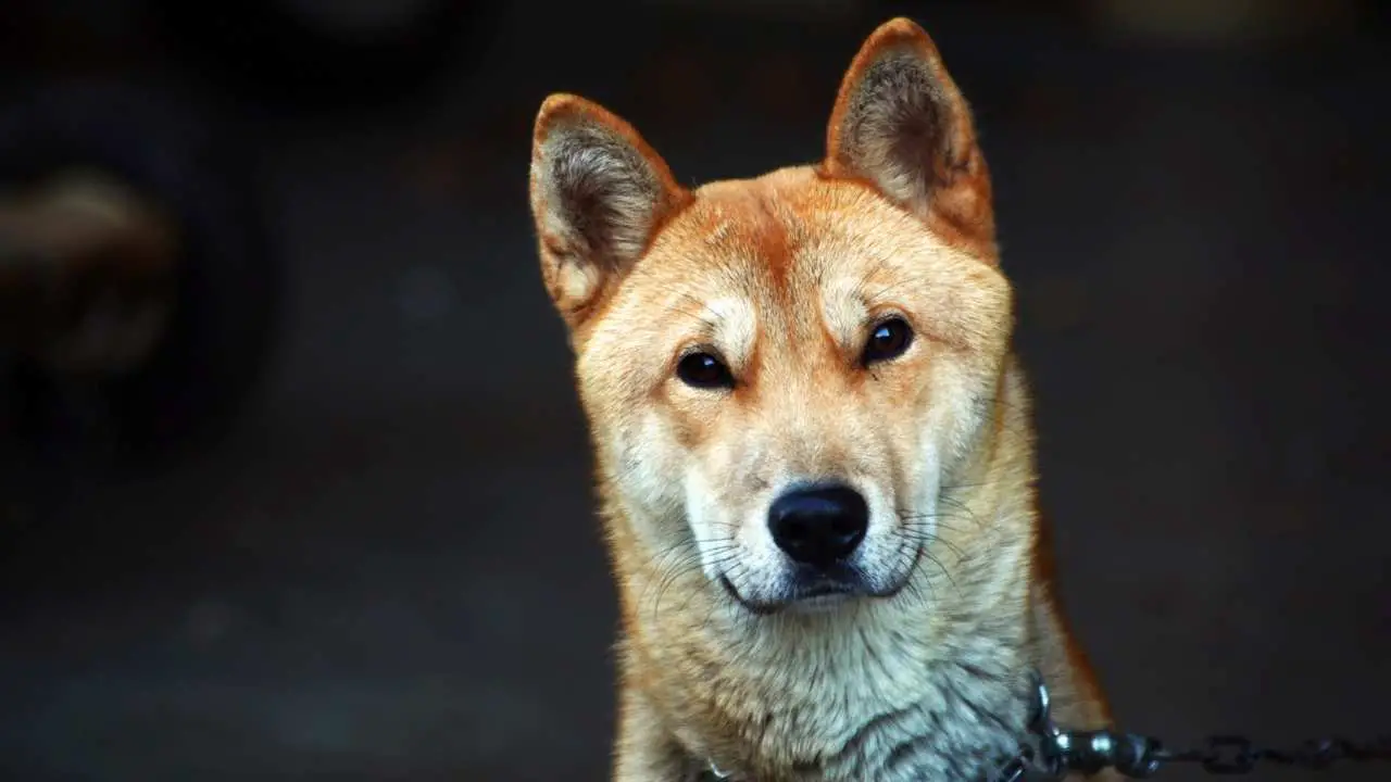 Korea Jindo