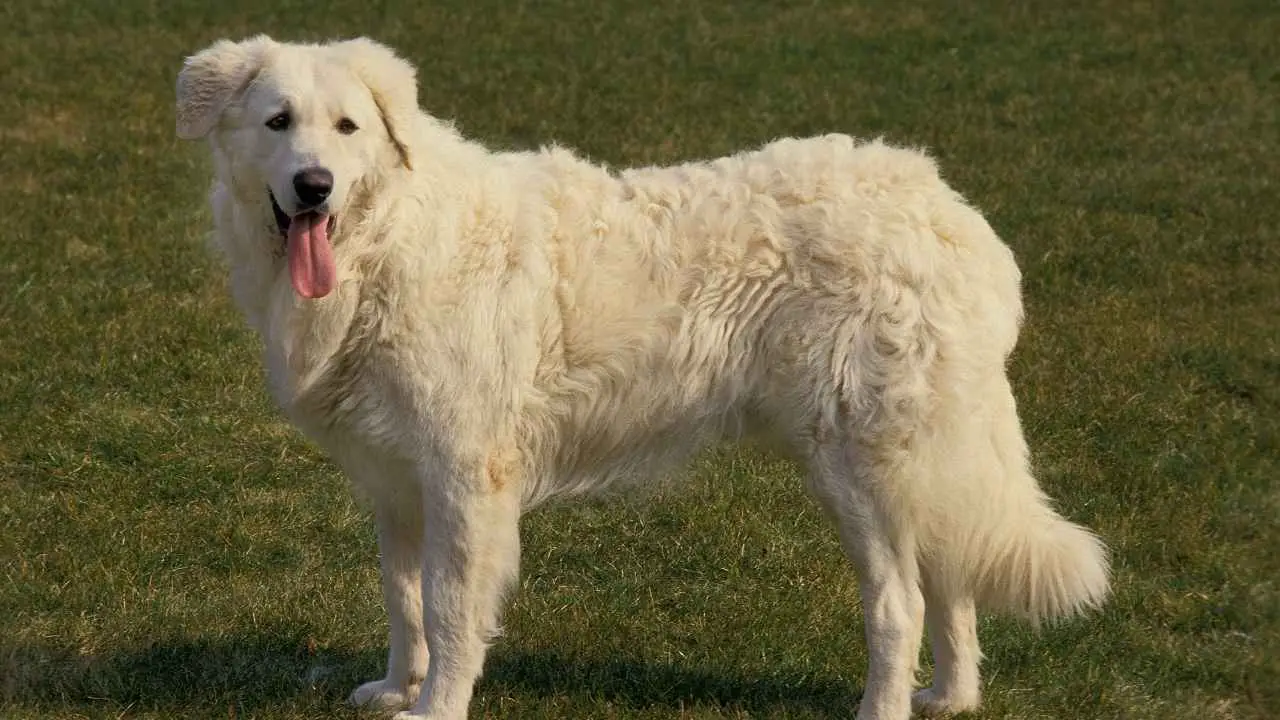 Kuvasz