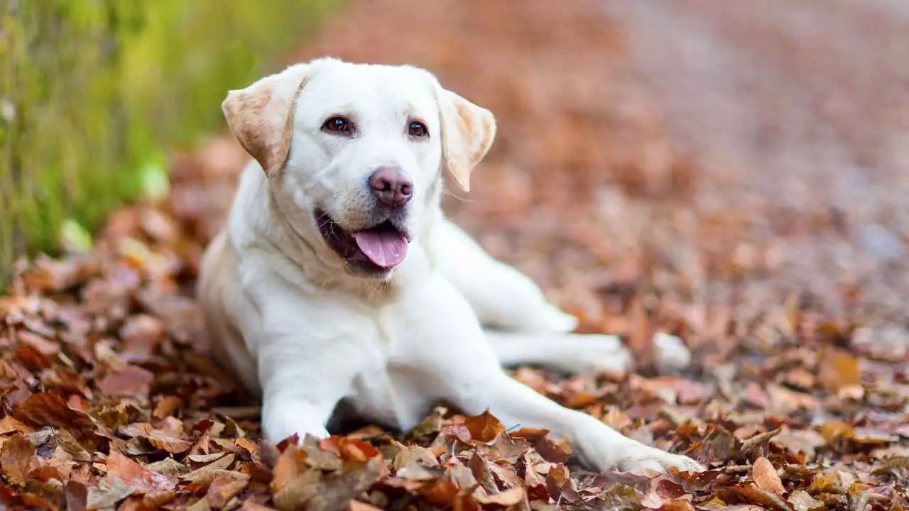 Labradori retriiver